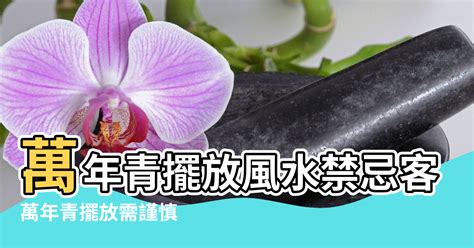 白玉萬年青風水|【萬年青風水禁忌】客廳擺萬青風水禁忌 